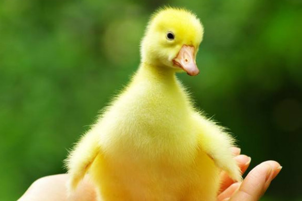 小鵝怎么養(yǎng)才不會死