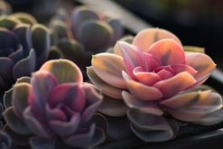 寶石花為什么非常耐旱，因為它的葉子能夠蓄水