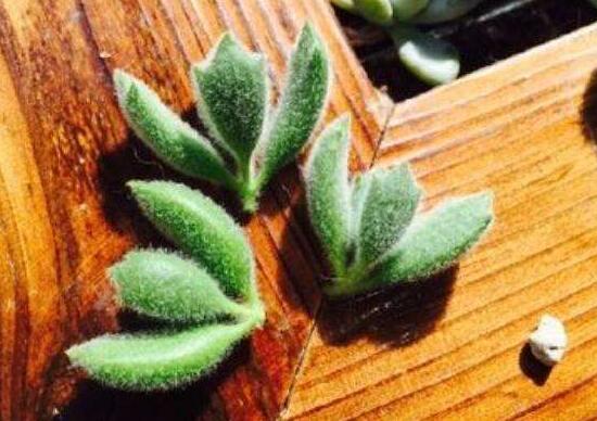 熊童子扦插技巧，五個(gè)簡單小步驟一學(xué)就會