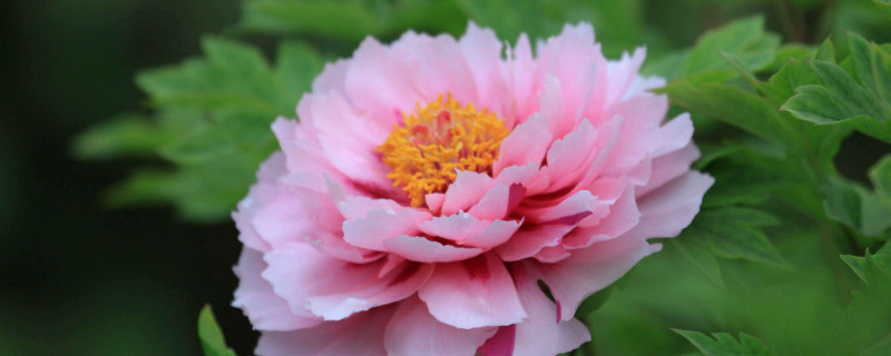 夏天的牡丹花長(zhǎng)什么樣