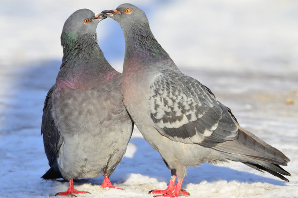 肉鴿怎么分公母最簡(jiǎn)單方法