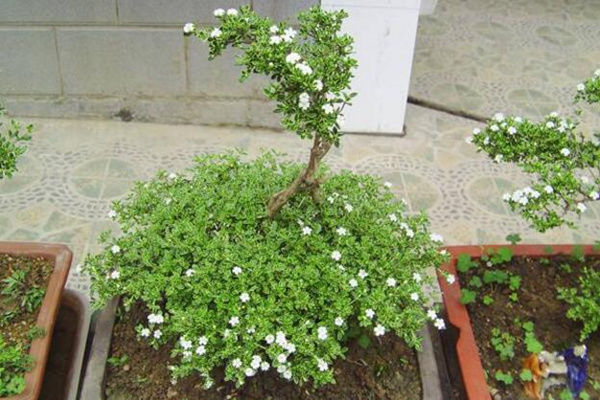 六月雪的養(yǎng)殖方法，6步教你養(yǎng)好六月雪