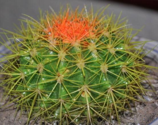 仙人球爛了怎么辦，及時(shí)修剪爛根、消毒/保持通風(fēng)透氣