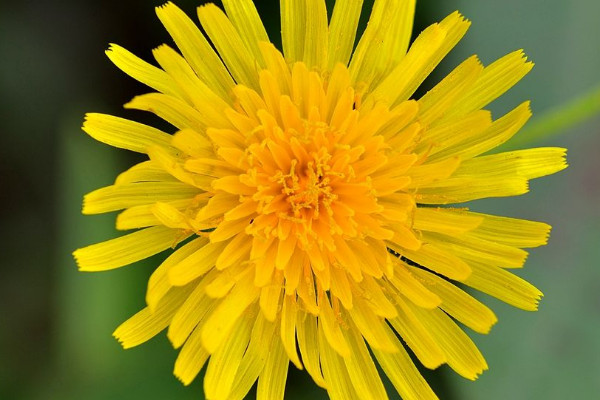 蒲公英幾月開(kāi)花的