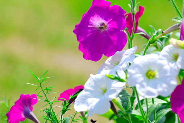 牽?；ㄕ{(diào)謝后怎么處理