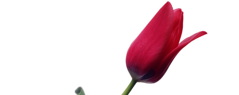 郁金香怎么種長(zhǎng)得快