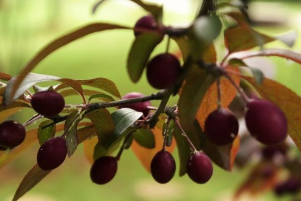 櫻花有果實(shí)嗎