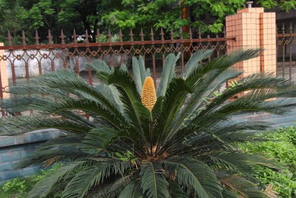 鐵樹的養(yǎng)殖方法，必須要掌握的5個(gè)要點(diǎn)