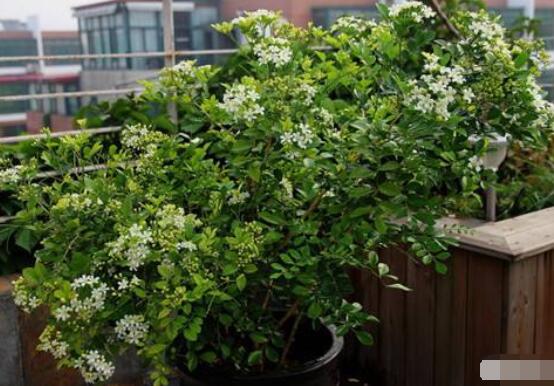 九里香盆景樹樁怎樣變粗，營養(yǎng)豐富、勤修剪，施足肥