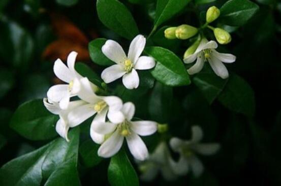 九里香種在家里禁忌，只需要注意四個要點(diǎn)即可