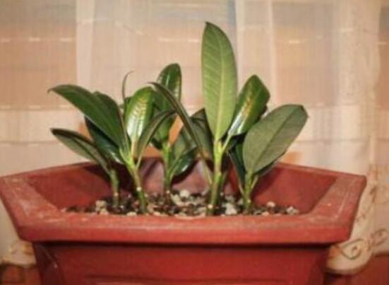 橡皮樹(shù)的葉插方法，擇基部下小嫩芽葉片/春秋季節(jié)扦插最佳