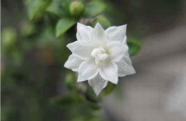 盆景六月雪的養(yǎng)護知識，土壤和環(huán)境都要適宜它的生長