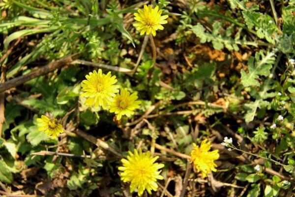 蒲公英的種植方法，春秋兩季最適合播種