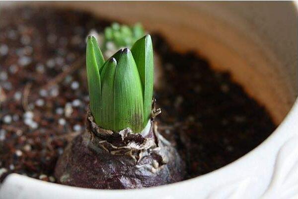 風(fēng)信子土培的養(yǎng)殖方法，可以按照5步來進(jìn)行