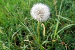 蒲公英的種植方法及注意事項，在每年6月采摘種子