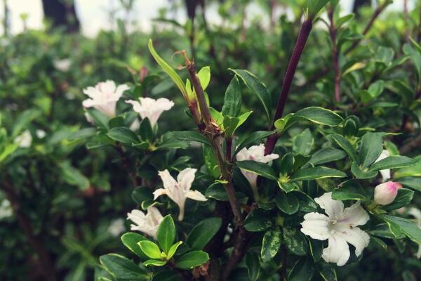 六月雪盆景造型圖解，造型固然重要剪后養(yǎng)護(hù)也不可忽視