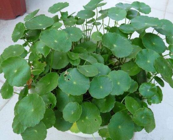 銅錢草焉了怎么回事，多半是澆水和光照不當(dāng)導(dǎo)致