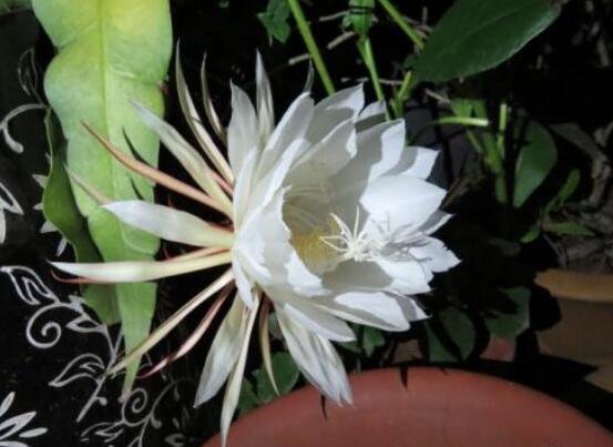 曇花開代表什么預(yù)兆，預(yù)兆著好事成雙、喜事臨門