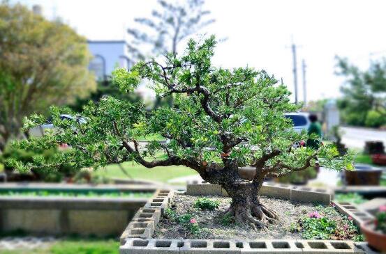 羅漢松果的功效與作用，羅漢松果的五大作用