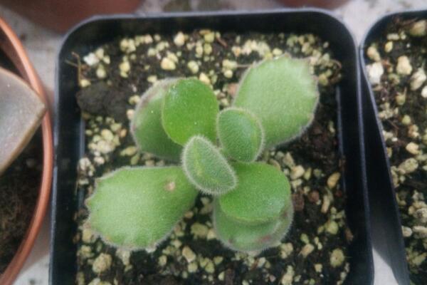 多肉熊童子的種植過(guò)程，熊童子種植詳細(xì)步驟介紹