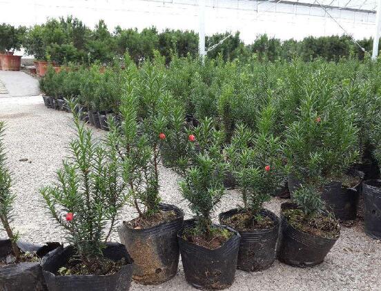 紅豆杉盆景冬天怎么養(yǎng)，教你五個(gè)好方法安然過冬