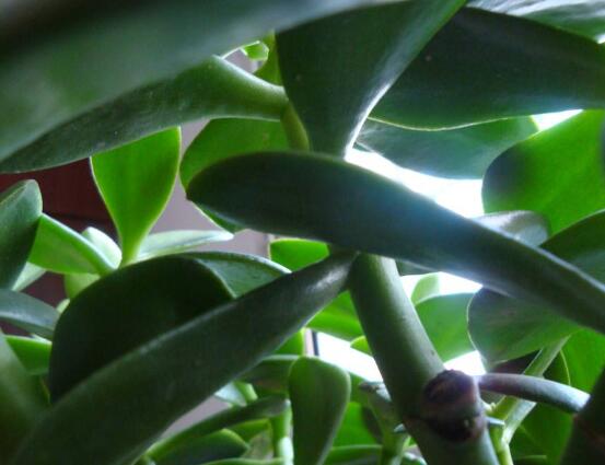 玉樹(shù)常見(jiàn)的病蟲(chóng)害防治，教你四種辦法簡(jiǎn)單學(xué)會(huì)