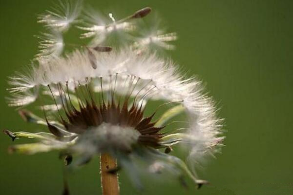 蒲公英怎么傳播種子，通過(guò)風(fēng)力進(jìn)行傳播