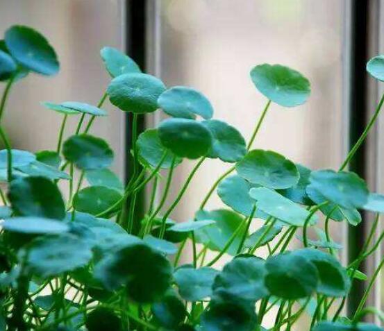 水培銅錢草葉子發(fā)黃怎么辦，四種原因以及解決方法
