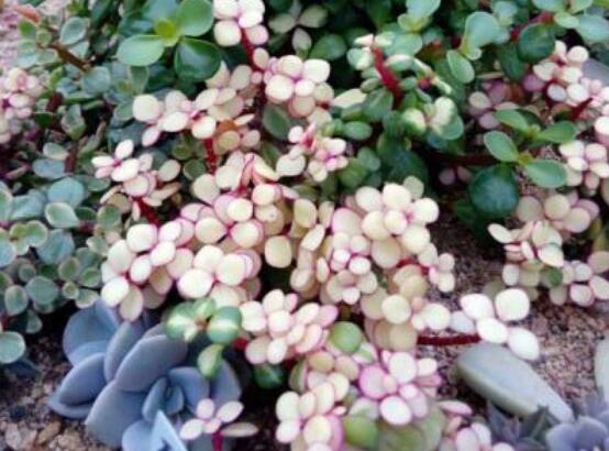 雅樂(lè)之舞怎么養(yǎng)才變紅，教你五種最快速變紅好方法