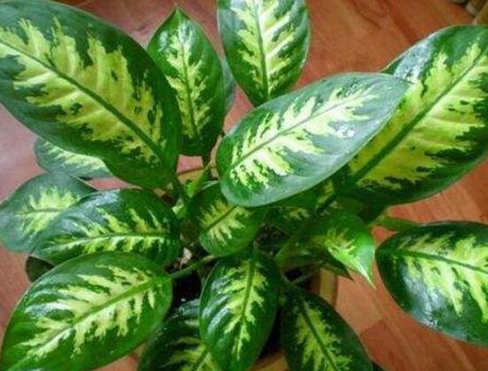 欣賞好看的萬年青圖片，枝葉青翠、紅如珊瑚、艷似瑪瑙