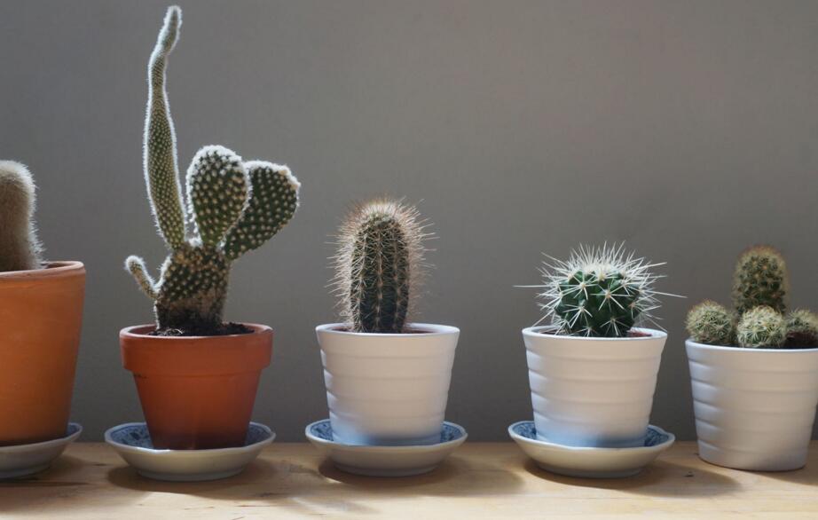 仙人掌繁殖方法大全，側(cè)芽和種子繁殖方法最適合