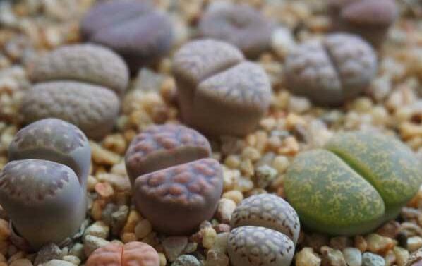 生石花用什么土最好，適宜的土壤配制