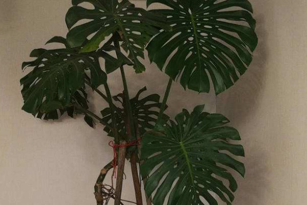 龜背竹的根都長到外面了怎么辦