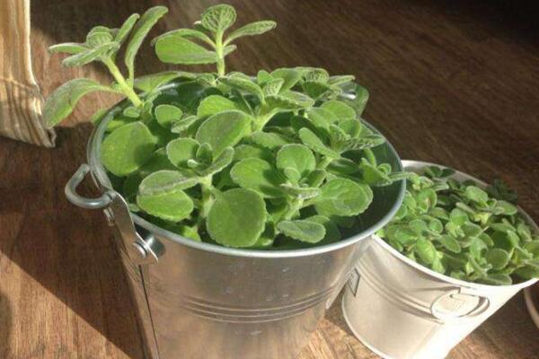 碰碰香能泡茶嗎，碰碰香泡茶作用非常明顯