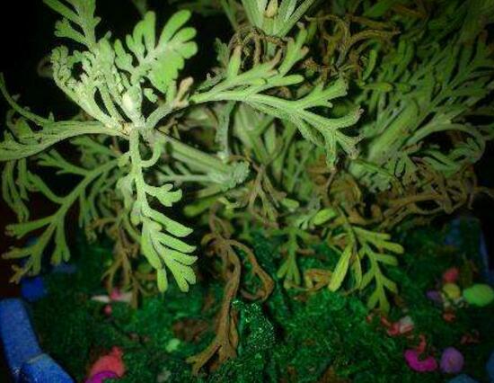 薰衣草葉子干枯怎么辦，教你正確的補(bǔ)救方法