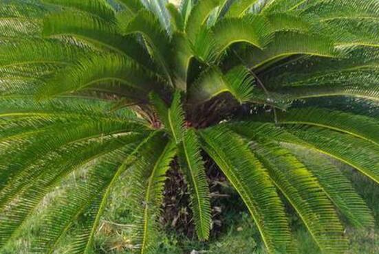 鐵樹有幾種，細(xì)數(shù)最好看的六大品種