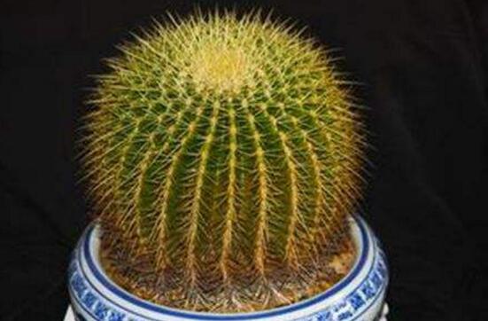 仙人掌喜歡陽光嗎，長日曬生長更健康