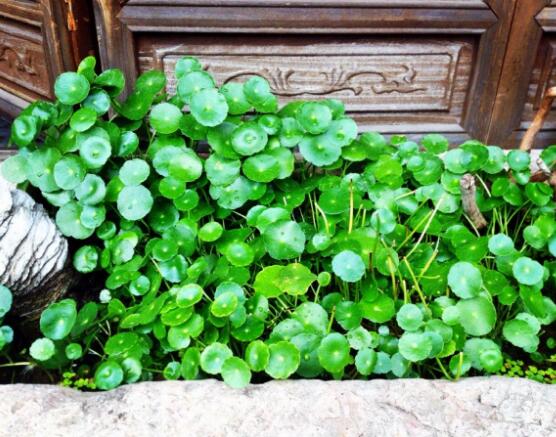 銅錢草放哪里招財(cái)，教你四個擺放最佳位置