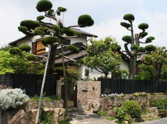 羅漢松能種大門兩邊嗎，可以/趨吉避兇、辟邪化煞