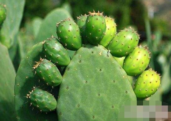 仙人掌的用途與價(jià)值，清熱解毒、消炎解暑、開胃健脾、清咽潤肺