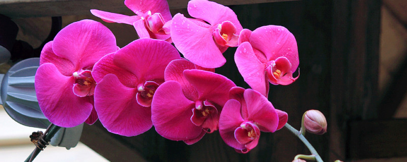 蝴蝶蘭春天開(kāi)花嗎