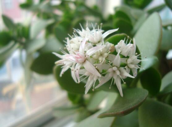 家里養(yǎng)玉樹有什么寓意，家庭和諧、事業(yè)順暢，學(xué)業(yè)有成