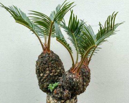 鐵樹多頭盆景怎么制作，多頭鐵樹盆景制作方法