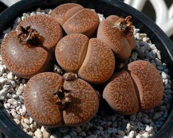 生石花移植方法，做好六點(diǎn)基本步驟成功率百分百