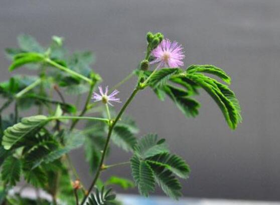 含羞草有毒嗎可以碰嗎，毒性比較輕微/盡量別長(zhǎng)時(shí)間接觸