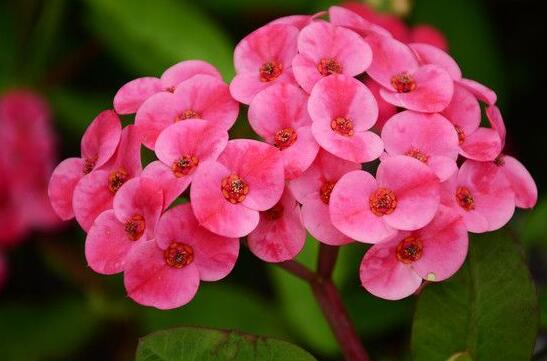 虎刺梅花期，養(yǎng)的好一年四季都可以開花