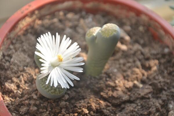 生石花可以活多久，只要養(yǎng)護(hù)得當(dāng)它的壽命可達(dá)百年