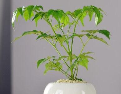 幸福樹的養(yǎng)護(hù)，栽種土壤和水份的施加都要注意