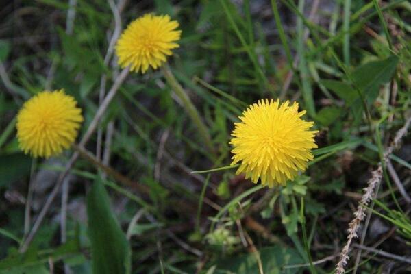 蒲公英的繁殖方式，主要是播種繁殖和移根繁殖