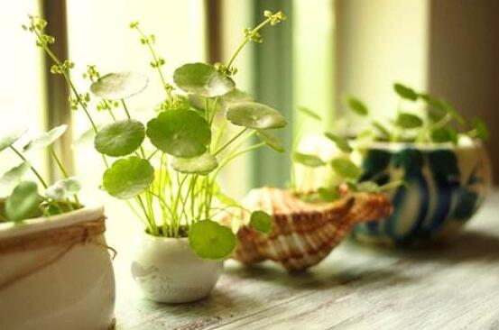 銅錢草泡水喝的作用，利尿排石、抗炎消炎